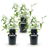 Green boutiQ - Garden Plant - Buddleja davidii Black Night - Butterfly Bush - Winter Hardy - Purple - 3 Plants - 17cm Pot - Height 45cm