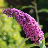 Butterfly Bush Pink Delight - Hardy Garden Shrub - Pink Flowering Plant - 3 Plants - 17cm Pot - 45cm Height
