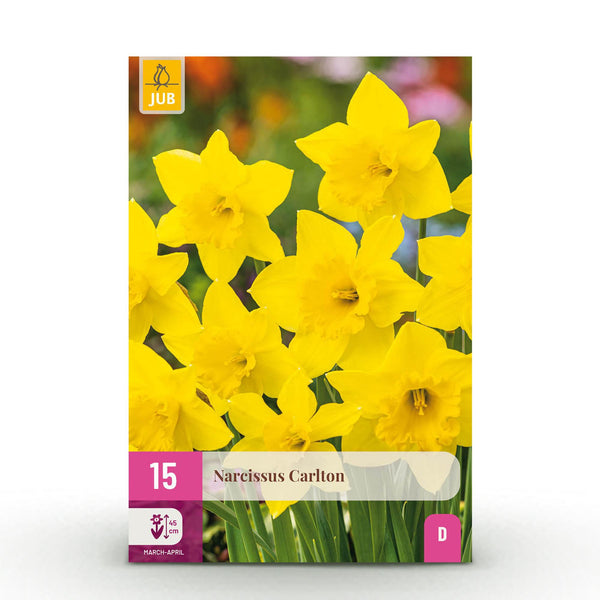 Narcisse Carlton - calibre 12/14