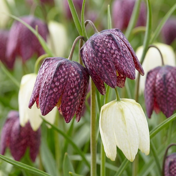 Fritillaire pintade en mélange