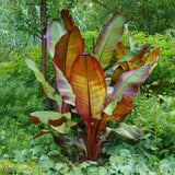 Bananier rouge d'Abyssinie Maurelii - H 70-90 cm, pot Ø21 cm