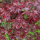 Érable du Japon Bloodgood - H 90 cm, pot Ø26 cm