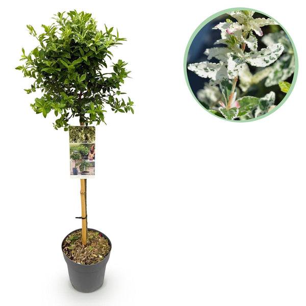 Green boutiQ - Tuinplant - Euonymus fortunei Harlequin - Plant op stam - Terras Plant - Bladhoudend - Weinig Onderhoud - Pot 19cm Hoogte 90cm