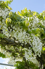 Glycine du Japon Longissima Alba - Glycine blanche - 2 plants - H 65 cm, pot Ø15 cm