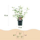Butterfly Bush Pink Delight - Hardy Garden Shrub - Pink Flowering Plant - 3 Plants - 17cm Pot - 45cm Height
