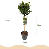 Green boutiQ - Tuinplant - Laurus nobilis - Plant op stam - Terras Plant - Bladhoudend - Weinig Onderhoud - Pot 19cm Hoogte 90cm