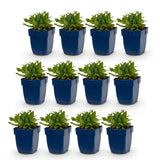 Sauge des bois Snow Hill - H 15-25 cm, pot Ø11 cm