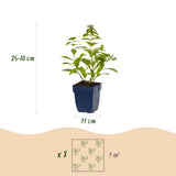Green boutiQ - Borderpakket - Geurend - 8 Vaste planten - 1 m2 - Diversen kleuren - Weinig Onderhoud - Pot 11cm