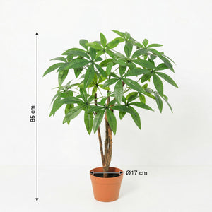 Pachira Aquatica plante artificielle