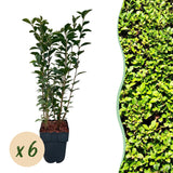 Green boutiQ - Haagplanten - Ligustrum ovalifolium -  blad groen - 6 planten - 1 strekkende meter - groenblijvend - pot 17cm hoogte 55cm