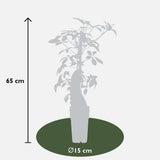 Vigne vierge de Chine - Parthenocissus henryana - H 65 cm, pot Ø15 cm