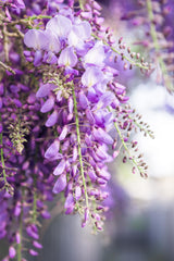 Glycine du Japon Naga Noda - Glycine violette - H 65 cm, pot Ø15 cm