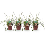 Green boutiQ - Siergrassen - Carex morrowii Ice Dance  - Wit & Groen - 4 Planten - Bladhoudend - Weinig Onderhoud - Pot 17cm Hoogte 50cm