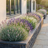 Lavandes en mélange tricolore - Lavandula - H 15-25 cm, pot Ø11 cm - photo 6