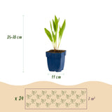 Green boutiQ - Borderpakket - Bijen en Vlinderlokkend - 24 Vaste planten - 3 m2 - Diversen kleuren - Weinig Onderhoud - Pot 11cm