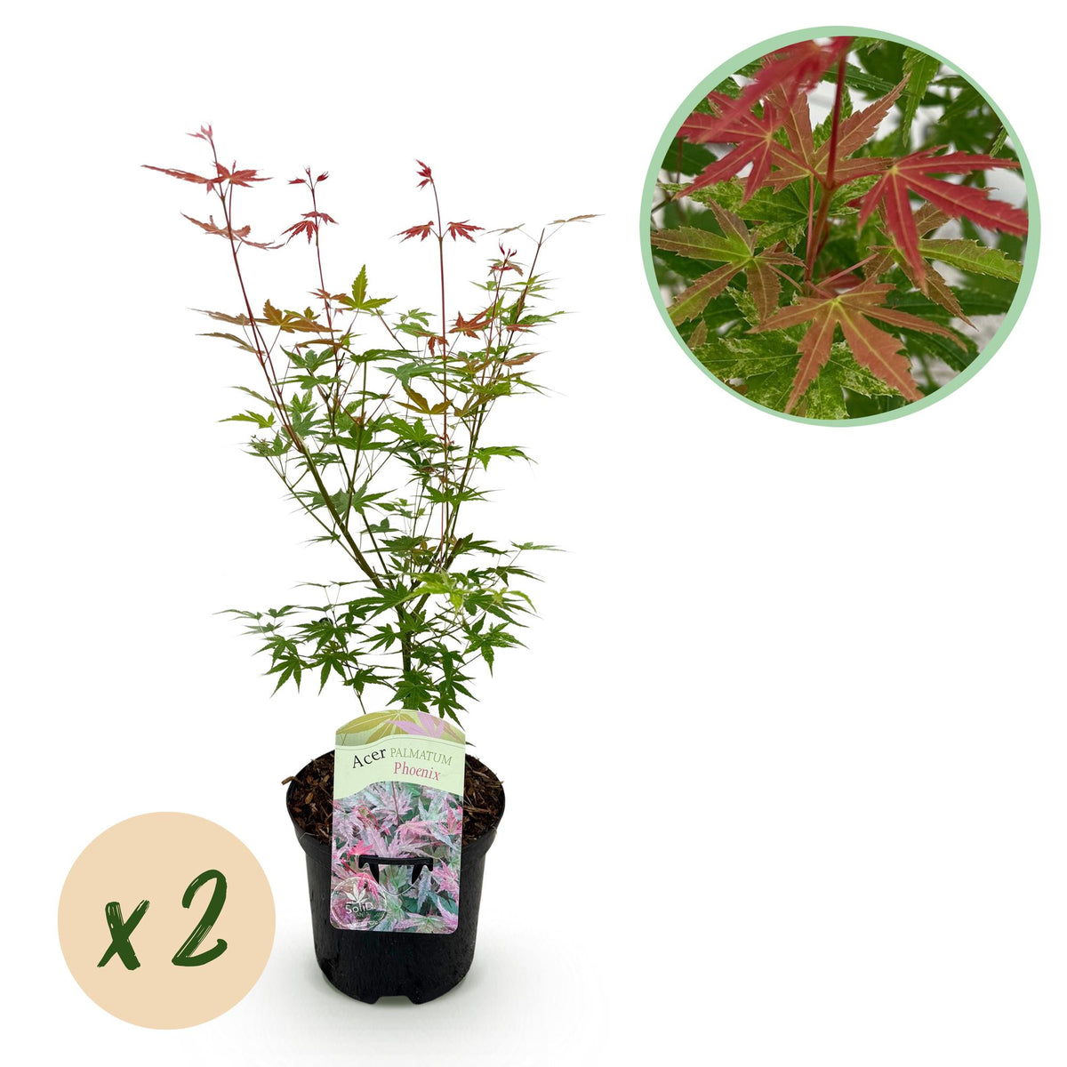 Green boutiQ - Terrasplant - Japanse Esdoorn - Acer palmatum Phoenix - Roze - 2 Planten - Bladverliezend - Pot 19cm Hoogte 70cm