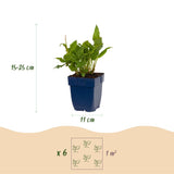 Renouée amplexicaule Rosea - H 15-25 cm, pot Ø11 cm