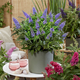 Green Boutique - Garden Plant - Buddleja davidii Butterfly Candy Little Lilac - Butterfly Bush - Compact - Lilac - 1 Plant - 12cm Pot - Height 20-25cm