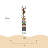 Myrtillier Jersey - H 50 cm, pot Ø15 cm