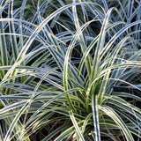 Green boutiQ - Siergrassen - Carex oshimensis Everest - Wit en Groen - 2 Planten - Bladhoudend - Weinig Onderhoud - Pot 17cm Hoogte 50cm