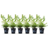 Buis BetterBuxus Babylon Beauty pour haie - 6 plants pour 1 m - H 30-35 cm, pot Ø13 cm