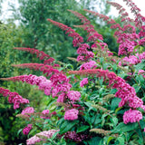 Butterfly Bush Pink Delight - Hardy Garden Shrub - Pink Flowering Plant - 3 Plants - 17cm Pot - 45cm Height