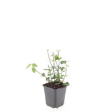 Fusain rampant Coloratus en godet - Euonymus fortunei - H 10-25 cm, pot Ø9 cm - photo 3