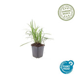 Liriope Monroe White en godet - Liriope muscari - H 10-25 cm, pot Ø9 cm - photo 5