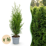 Kit haie Thuya Smaragd - H 20-30 cm, pot Ø9 cm