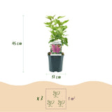 La Green Touch - Garden Plant - Syringa vulgaris Ludwig Spath - Common Lilac - Hardy - Purple - 1 Plant - 17cm Pot - Height 45cm