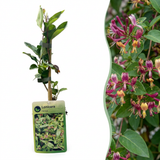 Chèvrefeuille de Henry - Lonicera henryi - H 35 cm, pot Ø9 cm