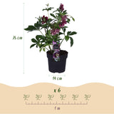 Hellébore Double Ellen Red