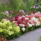 Green Boutique - Garden Plant - Hydrangea Paniculata Groundbreaker Blush - Greeny - Ruby - Panicle Hydrangea - Compact - Pink-Green-Red - 3 Plants - 14cm Pot - Height 20-25cm