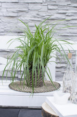 Laîche Ice Dance - Carex morrowii - 3 plants - H 30 cm, pot Ø14 cm