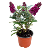 Buddleia Little Ruby - H 20-25 cm, pot Ø12 cm
