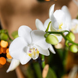 Orchidée Phalaenopsis blanche Mineral Amabilis et succulente - coffret Allure Shiny argent - pot Ø9 cm