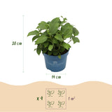 Endless Summer Hydrangea - Garden Plant - Blue, Pink & White Hortensia - Winter-Hardy - 3 Plants - 14cm Pots - 20-25cm Height