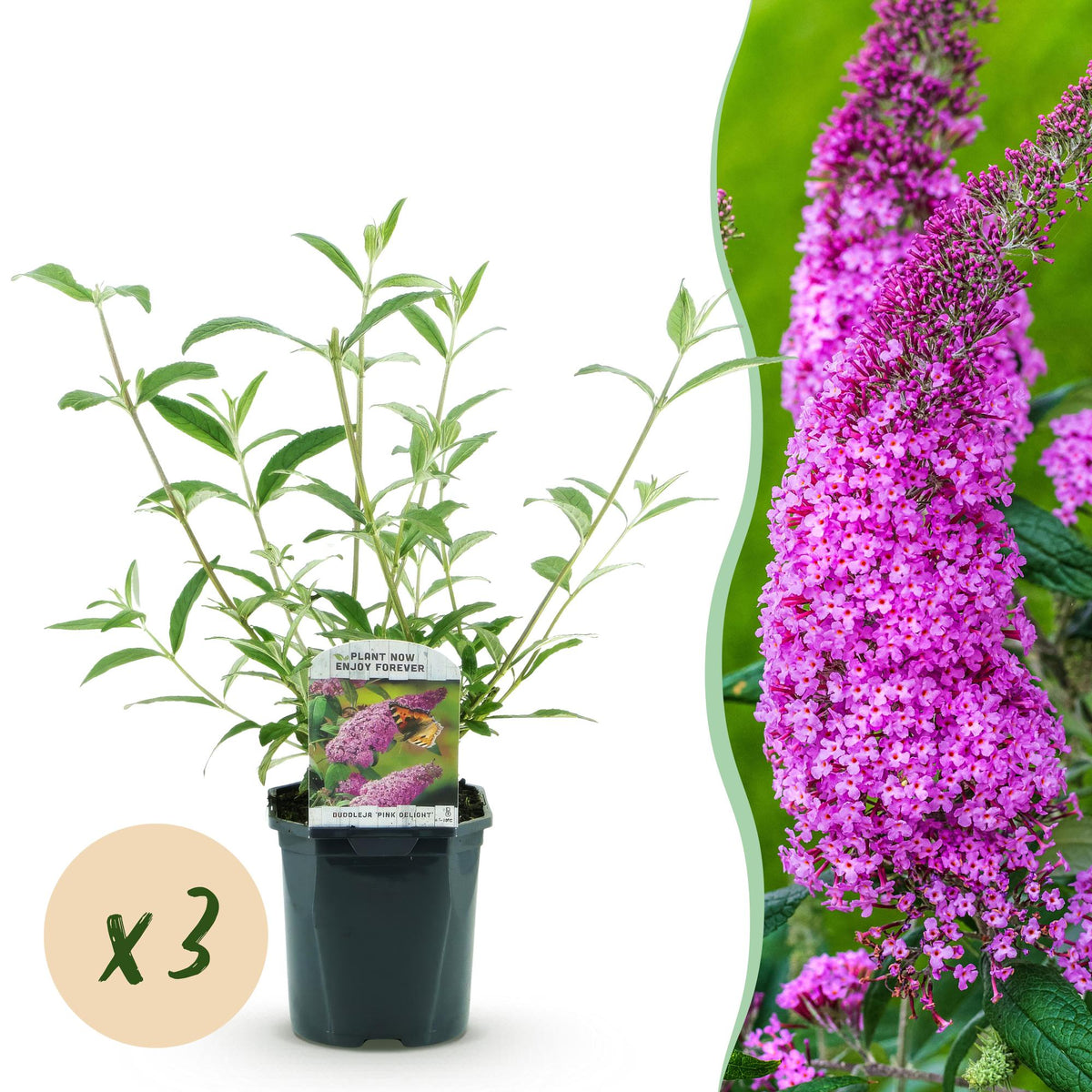 Butterfly Bush Pink Delight - Hardy Garden Shrub - Pink Flowering Plant - 3 Plants - 17cm Pot - 45cm Height