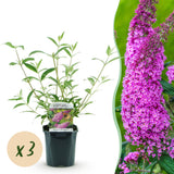 Butterfly Bush Pink Delight - Hardy Garden Shrub - Pink Flowering Plant - 3 Plants - 17cm Pot - 45cm Height