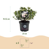 Rhododendron Bloombux rose clair - Rhododendron nain - H 45-55 cm, pot Ø23 cm - photo 6