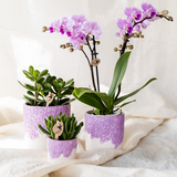 Orchidée violette Mineral Vienna et 2 succulentes en cache-pots Bloom lilas - H 40 cm