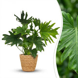Philodendron Lickety Split | Pot 19 cm