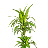 Dracaena Lisa