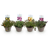 Delosperma Jewel of Desert en mélange - 4 plants - H 17 cm, pot Ø14 cm