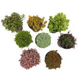 Mélange de plantes de rocaille couvre-sol - 8 plants - H 17 cm, pot Ø14 cm