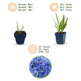 Agapanthe bleue - H 15-25 cm, pot Ø11 cm - photo 4