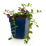 Petite pervenche Atropurpurea - Vinca minor - H 15-25 cm, pot Ø11 cm - photo 2
