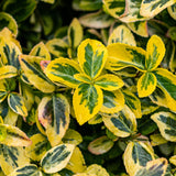 Green boutiQ - Tuinplant - Euonymus fortunei Emerald n Gold - Plant op stam - Terras Plant - Bladhoudend - Weinig Onderhoud - Pot 19cm Hoogte 90cm