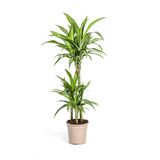 Dracaena White Stripe