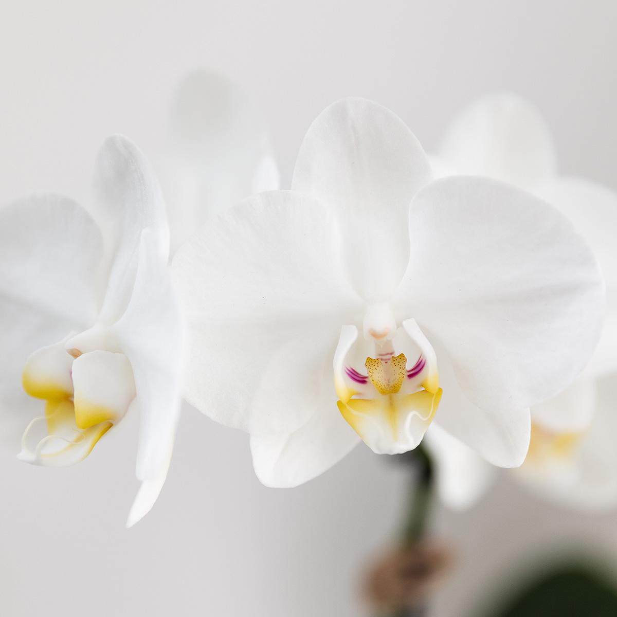 Orchidée Phalaenopsis blanche Mineral Amabilis avec cache-pot Bold cognac - H 40 cm, pot Ø9 cm
